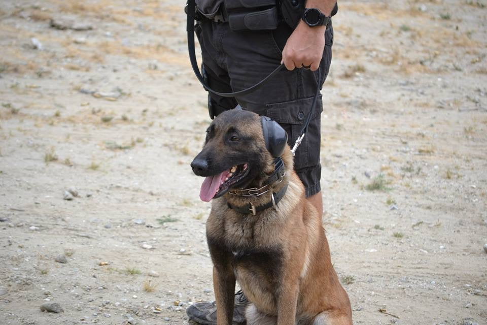 Mutt Muffs – Working Dog Dry Goods